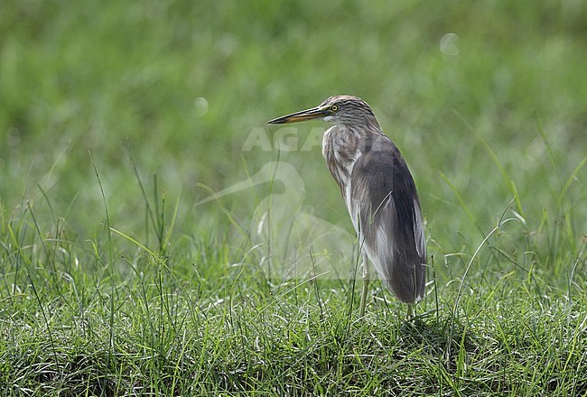 Chinese Pond Heron (Ardeola bacchus) in winter plumage at Pak Thale, Petchaburi, Thailand stock-image by Agami/Helge Sorensen,