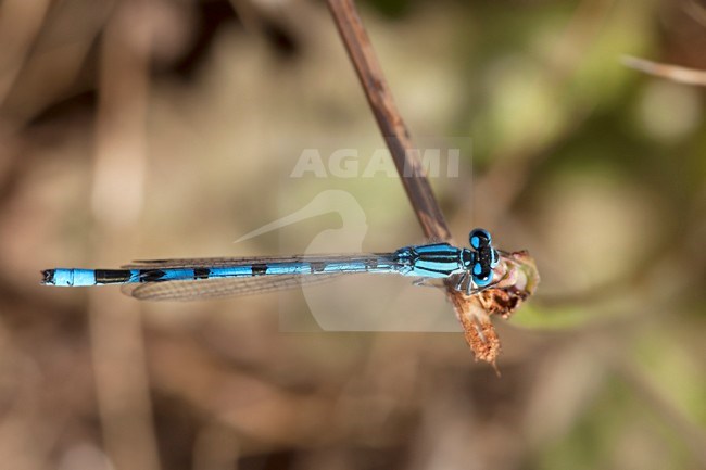 Mannetje Watersnuffel, Male Enallagma cyathigerum stock-image by Agami/Wil Leurs,