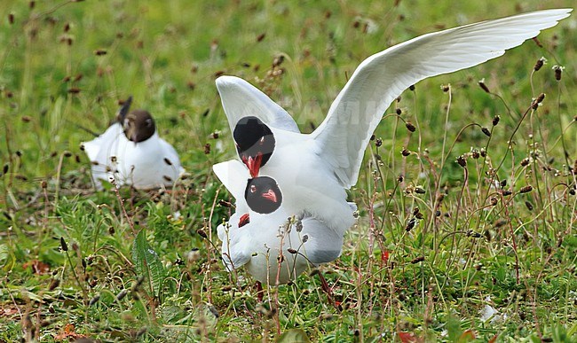 Parende zwartkopmeeuwen op de Sassenplaat in het Hollandsch Diep Mating Mediterranean Gulls on the Sassenplaat in the Netherlands stock-image by Agami/Jacques van der Neut,