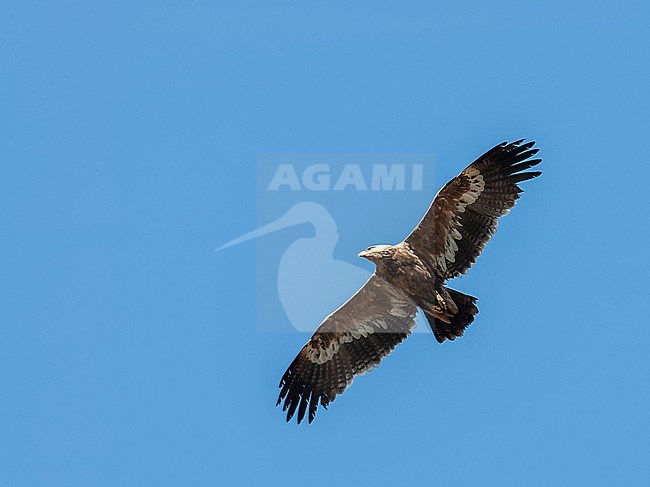 Immature Steppe Eagle (Aquila nipalensis) wintering in foothills of the Himalayas. In flight, seen from below. stock-image by Agami/Marc Guyt,