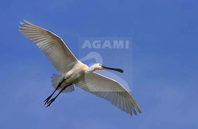 Een overvliegende lepelaar; Eurasian Spoonbill in flight stock-image by Agami/Jacques van der Neut,