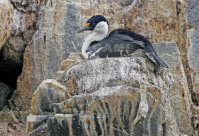 Antarctic Shag (Leucocarbo bransfieldensis) stock-image by Agami/Pete Morris,