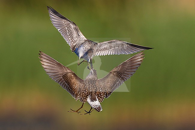 Two fighting Wood Sandpipers (Tringa glareola) in Italy. stock-image by Agami/Daniele Occhiato,