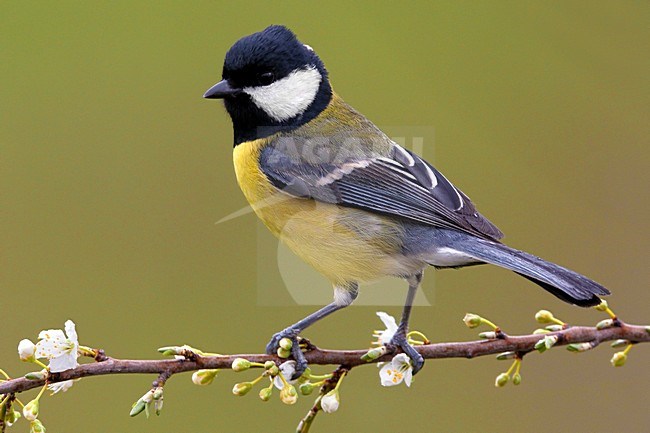 Koolmees op tak met bloesem; Great Tit on branch with flowers stock-image by Agami/Daniele Occhiato,