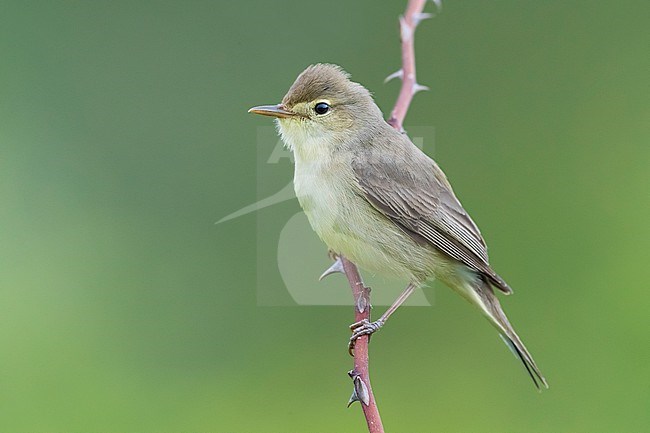 Melodious Warbler, Hippolais polyglotta, in Italy. stock-image by Agami/Daniele Occhiato,