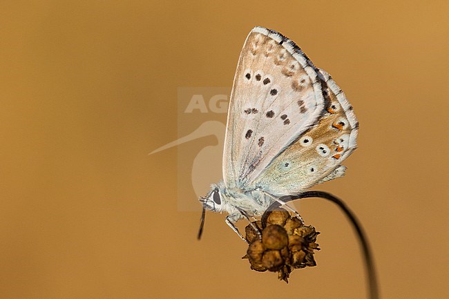 Bleek blauwtje, Chalk-hill Blue, Polyommatus coridon stock-image by Agami/Wil Leurs,