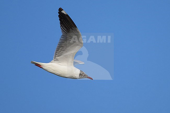 Adult Brown-headed gull, chroicocephalus brunnicephalus, in Thailand. stock-image by Agami/Sylvain Reyt,