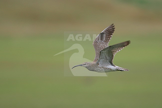 Regenwulp in vlucht; Eurasian Wimbrel in flight stock-image by Agami/Menno van Duijn,