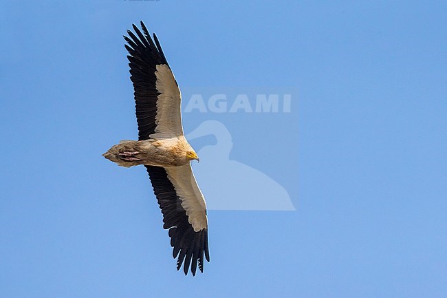 Aasgier; Egyptian Vulture; Neophron percnopterus stock-image by Agami/Daniele Occhiato,