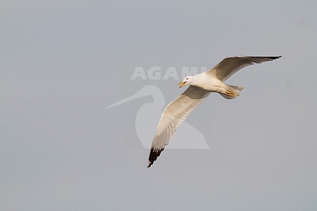 Pontische Meeuw, Caspian Gull, Larus cachinnans, eastern Kazakhstan, adult stock-image by Agami/Ralph Martin,