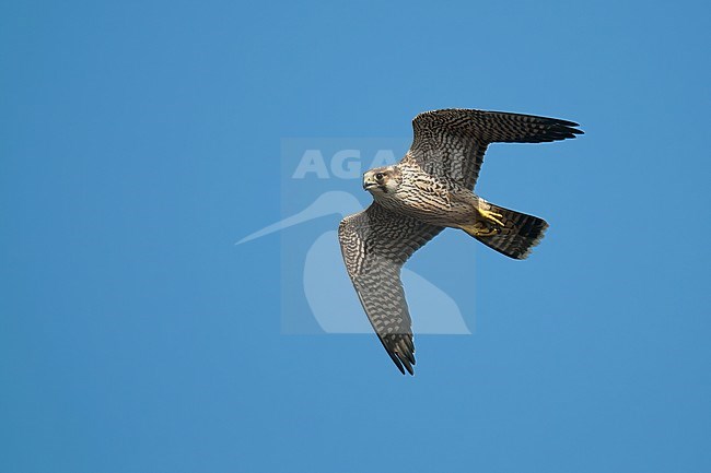 Peregrine Falcon (Falco peregrinus calidus), juvenile bird in flight against blue sky, showing underparts stock-image by Agami/Kari Eischer,