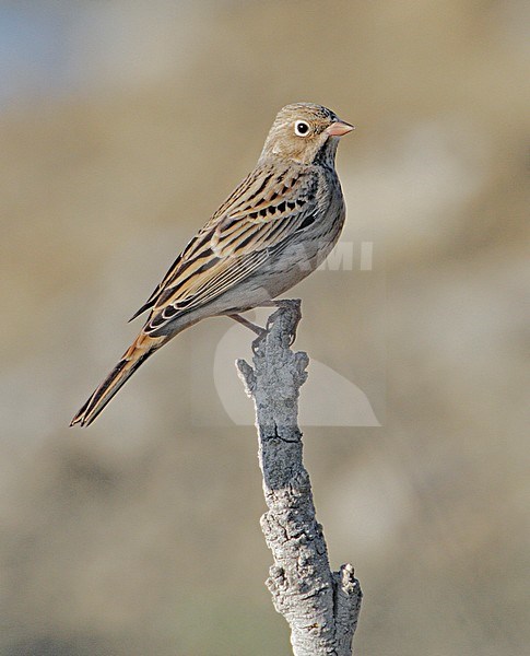 (Possible) 1st winter Cretzschmar's Bunting (Emberiza cassia) on Cyprus during autumn migration. stock-image by Agami/Mike Danzenbaker,