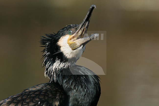 Great Cormorant adult summerplumage close-up; Aalscholver volwassen zomerkleed portret stock-image by Agami/Menno van Duijn,
