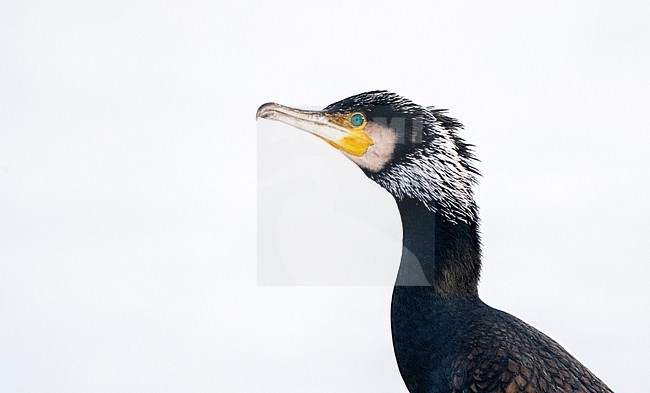 Wintering Great Cormorant (Phalacrocorax carbo) in the Netherlands. Adult standing in the snow. stock-image by Agami/Marc Guyt,