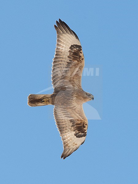 Juvenile Long-legged Buzzard (Buteo rufinus) in flight. Oman stock-image by Agami/Markku Rantala,