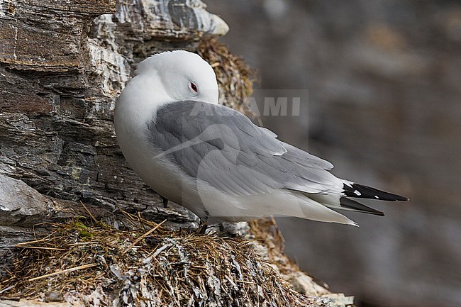 Black-legged Kittiwake (Rissa tridactyla), adult resting on the nest stock-image by Agami/Saverio Gatto,