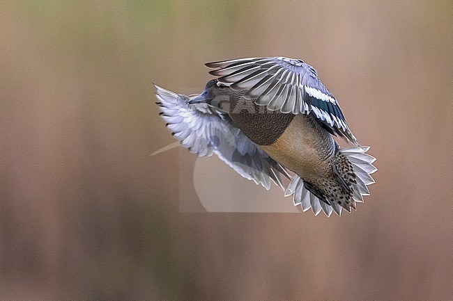 Zomertaling mannetje in vlucht; Garganey male in flight stock-image by Agami/Daniele Occhiato,