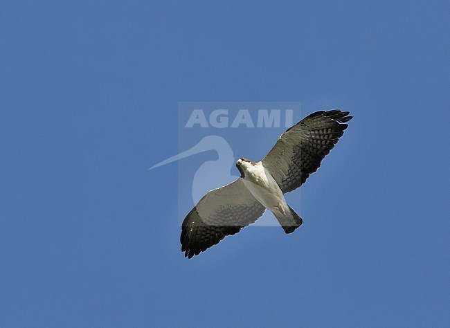 Kortstaartbuizerd vliegend, Short-tailed Hawk in flight stock-image by Agami/Greg & Yvonne Dean,