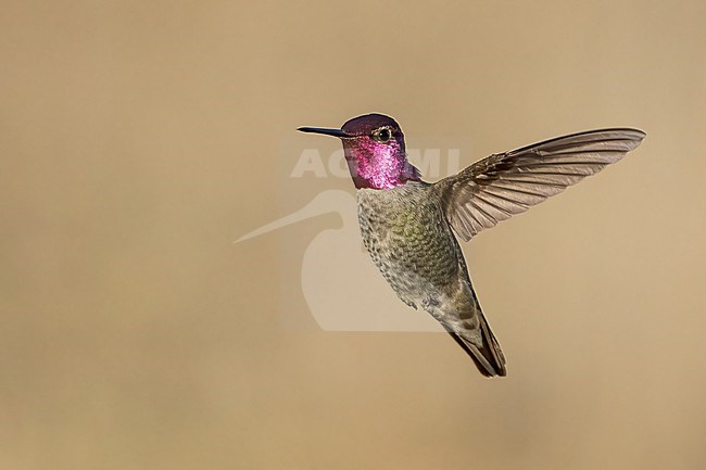 Adult male
Santa Barbara Co., CA
November 2022 stock-image by Agami/Brian E Small,