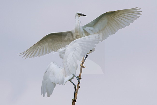 Vechtende Kleine Zilverreiger in kolonie; Little Egrets fighting in colony stock-image by Agami/Daniele Occhiato,