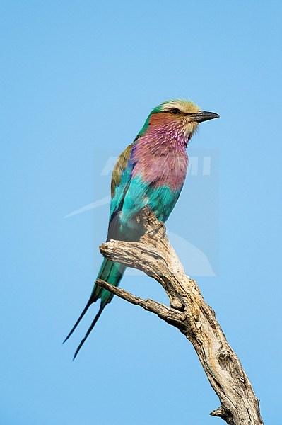 A lilac-breasted Roller, Coracias caudata, perches on a tree branch in Okavango Delta's Khwai concession. Botswana. stock-image by Agami/Sergio Pitamitz,