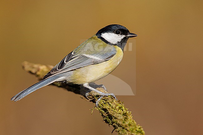 Great Tit (Parus major aphrodite), side view of an adult perched on a branch, Campania, Italy stock-image by Agami/Saverio Gatto,