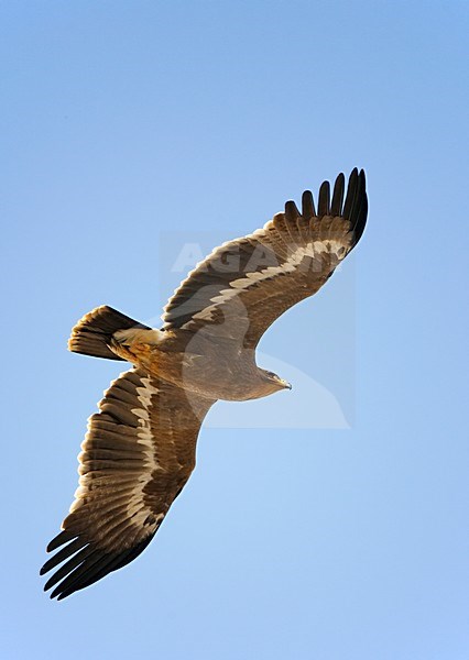 Steppearend in de vlucht; Steppe Eagle in flight stock-image by Agami/Markus Varesvuo,