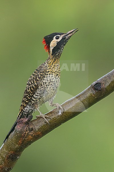 Green-barred Woodpecker, (Colaptes melanochloros) Perched on a branch in Argentina stock-image by Agami/Dubi Shapiro,