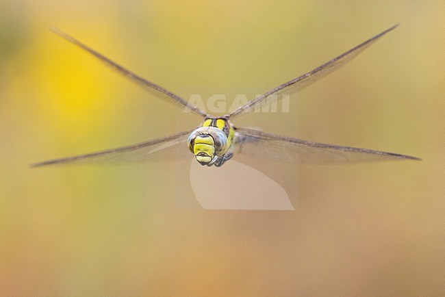 Blue Hawker (Aeshna cyanea), front view of an adult in flight, Campania, Italy stock-image by Agami/Saverio Gatto,