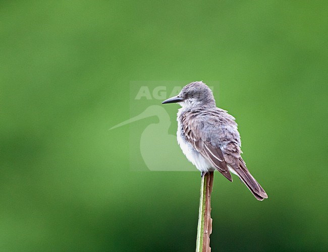 Grijze koningstiran, Gray Kingbird stock-image by Agami/Roy de Haas,