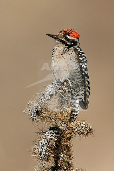 Adult male
Riverside Co., CA
January 2006 stock-image by Agami/Brian E Small,