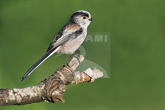 Long-tailed Tit (Aegithalos caudatus) in northern Italy stock-image by Agami/Alain Ghignone,