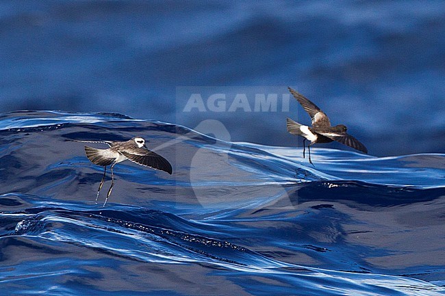 Bont Stormvogeltje met Wilsons Stormvogeltje, White-faced Storm-Petrel with Wilson's Storm-Petrel stock-image by Agami/David Monticelli,