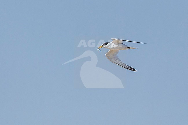 Saunders's Tern, Sternula saundersi, in Egypt. Adult in flight. stock-image by Agami/Vincent Legrand,