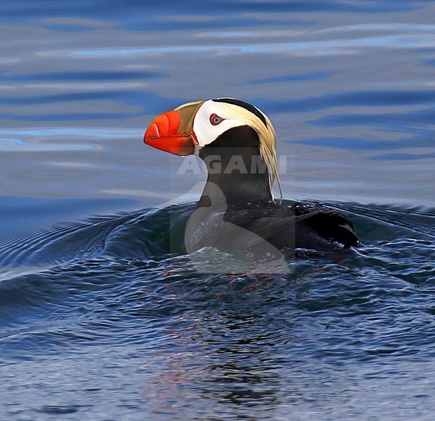 Adult Tufted Puffin (Fratercula cirrhata) at sea off Alaska, United States. stock-image by Agami/Dani Lopez-Velasco,