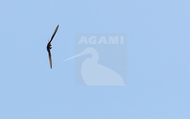 White-rumped Swift (Apus caffer) in flight in central Spain during summer time. stock-image by Agami/Marc Guyt,