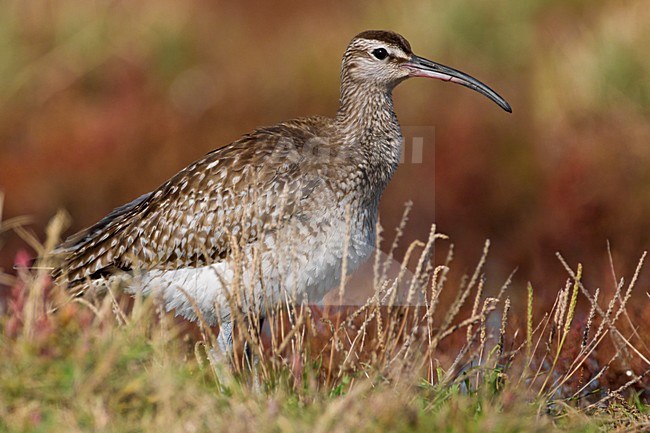 Regenwulp in nat habitat; Eurasian Whimbrel in wet terrain stock-image by Agami/Daniele Occhiato,