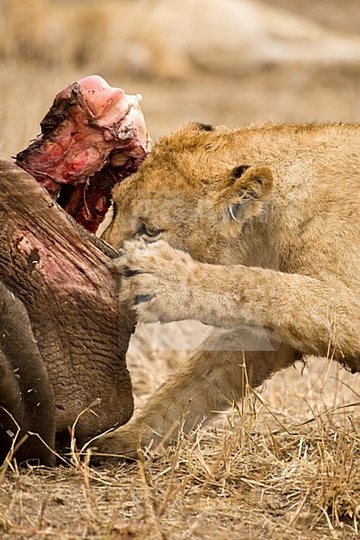 Jonge Afrikaanse Leeuw; Young African Lion, Panthera leo stock-image by Agami/Marc Guyt,