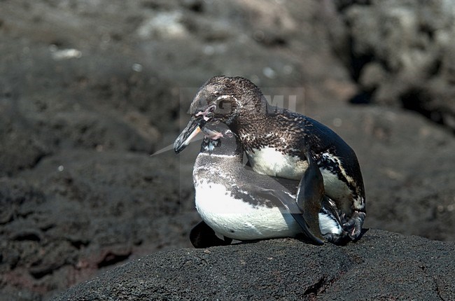 Galapagospinguins parend; Galapagos Penguins mating stock-image by Agami/Roy de Haas,