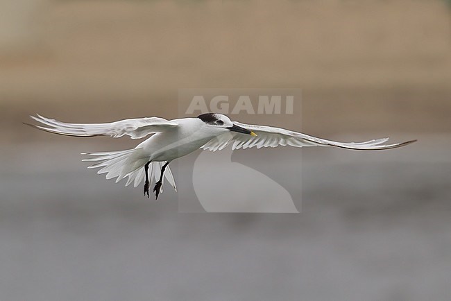 Birds of Peru, a Cabot's Tern in flight stock-image by Agami/Dubi Shapiro,