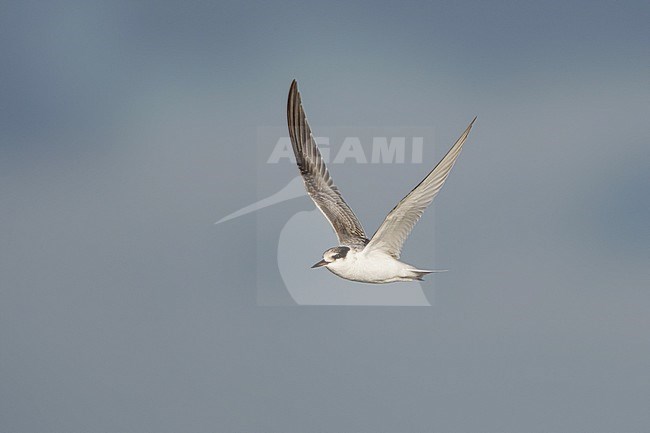 Dwergstern onvolwassen vliegend; Little Tern immature flying stock-image by Agami/Arie Ouwerkerk,