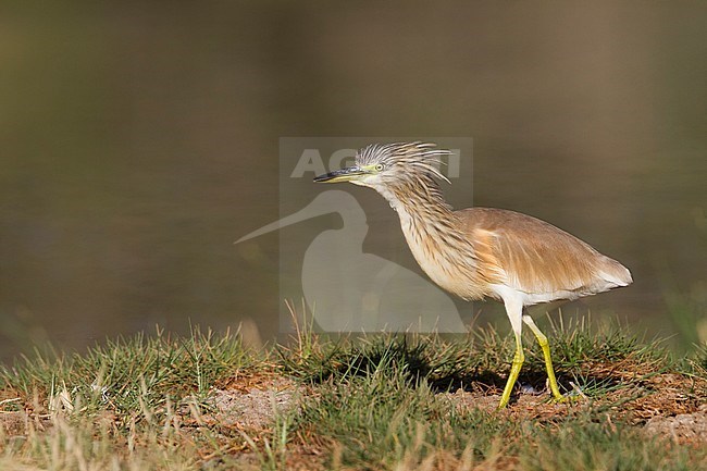 Squacco Heron - Rallenreiher - Ardeola ralloides ssp. ralloides, Oman stock-image by Agami/Ralph Martin,