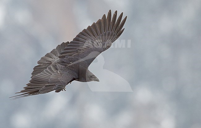Raaf in vlucht, Common Raven in flight stock-image by Agami/Markus Varesvuo,