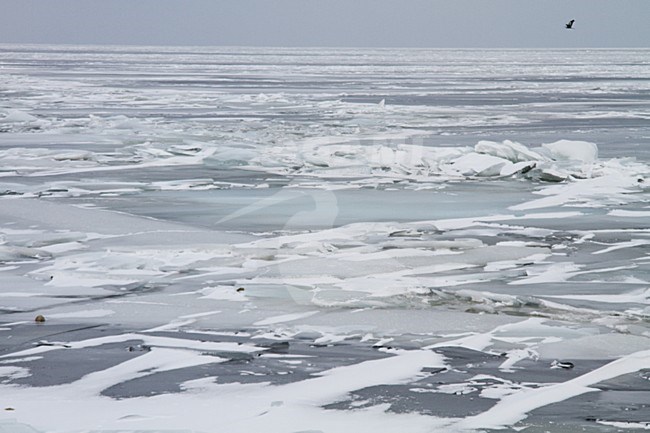 Winters Landschap;  Landscape in winter stock-image by Agami/Menno van Duijn,