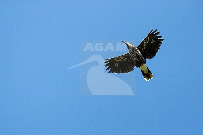 A probably first year Spotted nutcracker or Eurasian nutcracker (Nucifraga caryocatactes) in flight against the blue sky photographed from below stock-image by Agami/Mathias Putze,