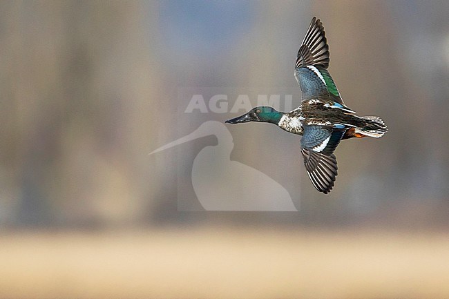 Northern Shoveler - Löffelente - Spatula clypeata, Germany, adult male stock-image by Agami/Ralph Martin,