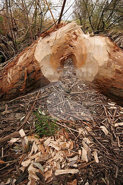 Bever sporen; Beaver tracks stock-image by Agami/Menno van Duijn,