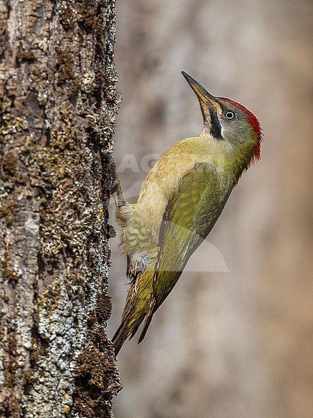 Levaillant's Woodpecker (Picus vaillantii) perched against a tree stock-image by Agami/Daniele Occhiato,