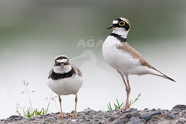 Kleine Plevier baltsend; Little Ringed Plover displaying stock-image by Agami/Han Bouwmeester,