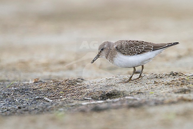 Temminck's Stint - TemminckstrandlÃ¤ufer - Calidris temminckii, Germany, 1st cy stock-image by Agami/Ralph Martin,